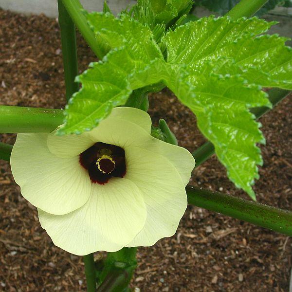 【屋上菜園】９　夏野菜の花