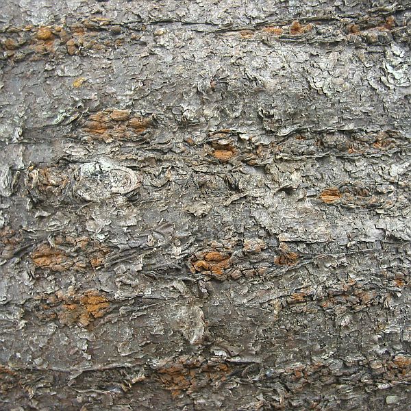 山桜の樹皮で作る名刺入れ・・①