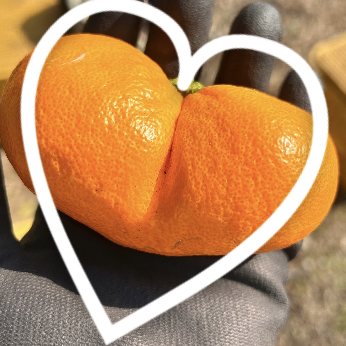 2026年あけましておめでとうございます🎍