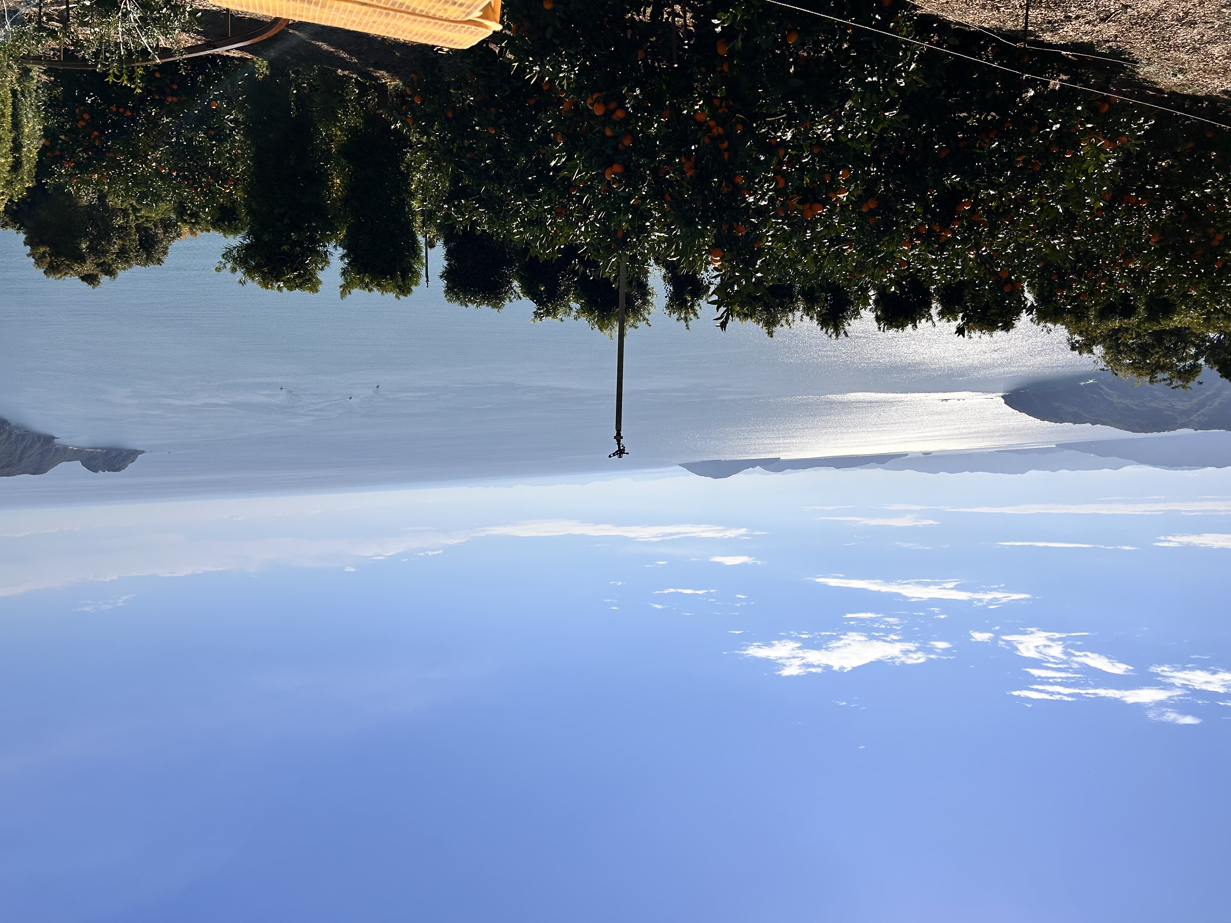 お届けする🍊を楽しみ下さい！