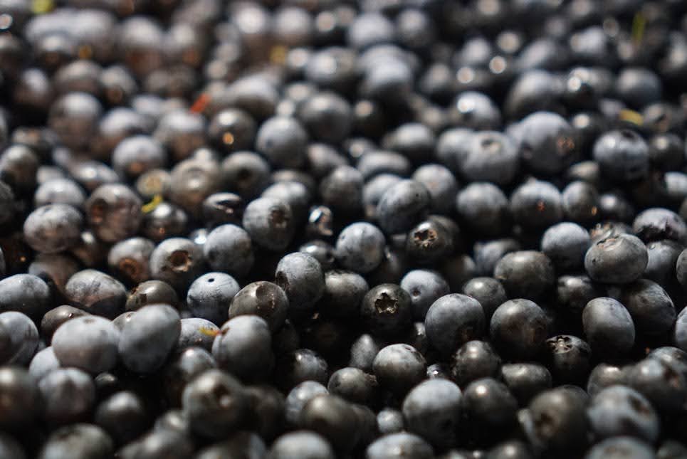 【完売続きの人気商品】ブルーベリー甘酒、仕込み始まりました