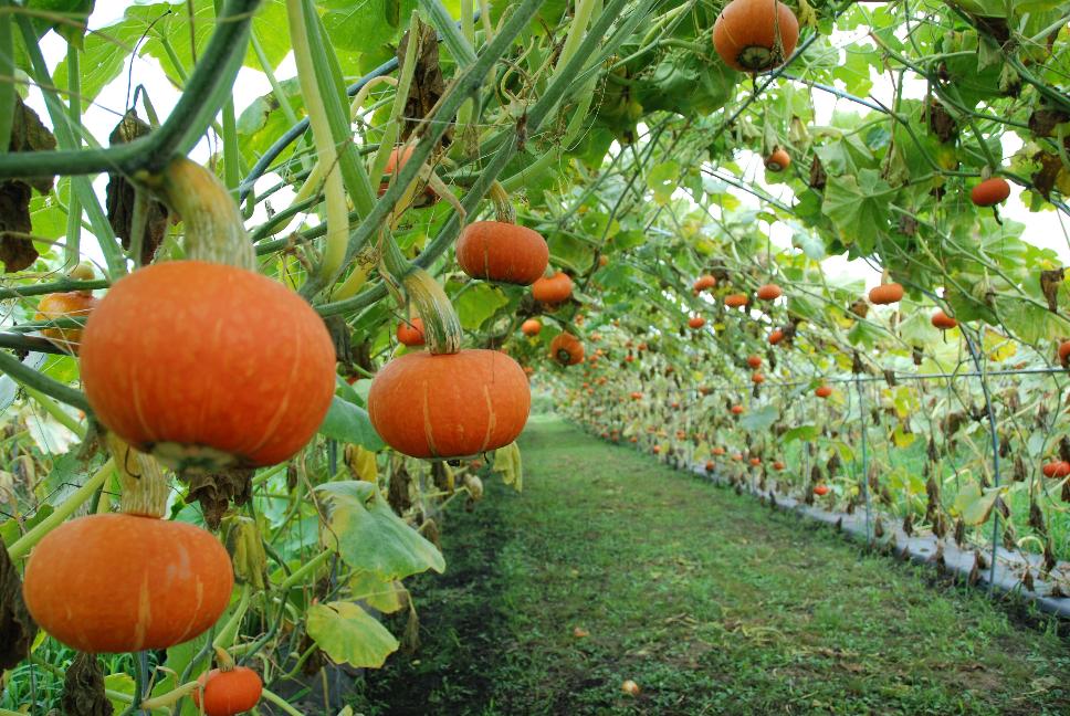 糀の出来が良い日は、仕込みも楽しい