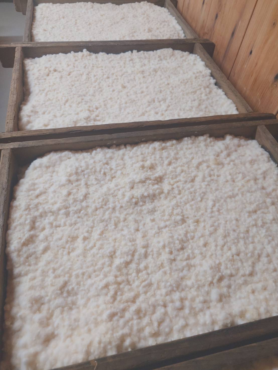 【糀の花、ふんわりと咲きました】