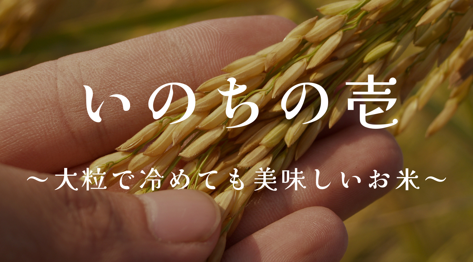 いのちの壱の特徴について
