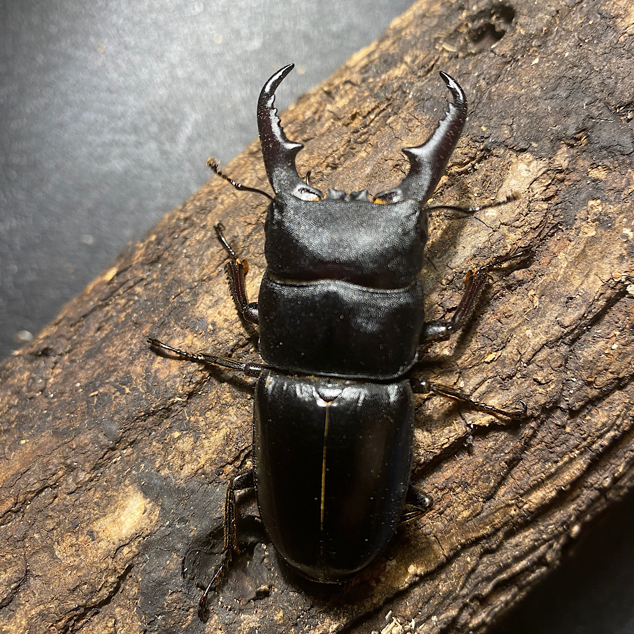 SALE‼️本土ヒラタクワガタ ペア1600円を3セット販売中💕