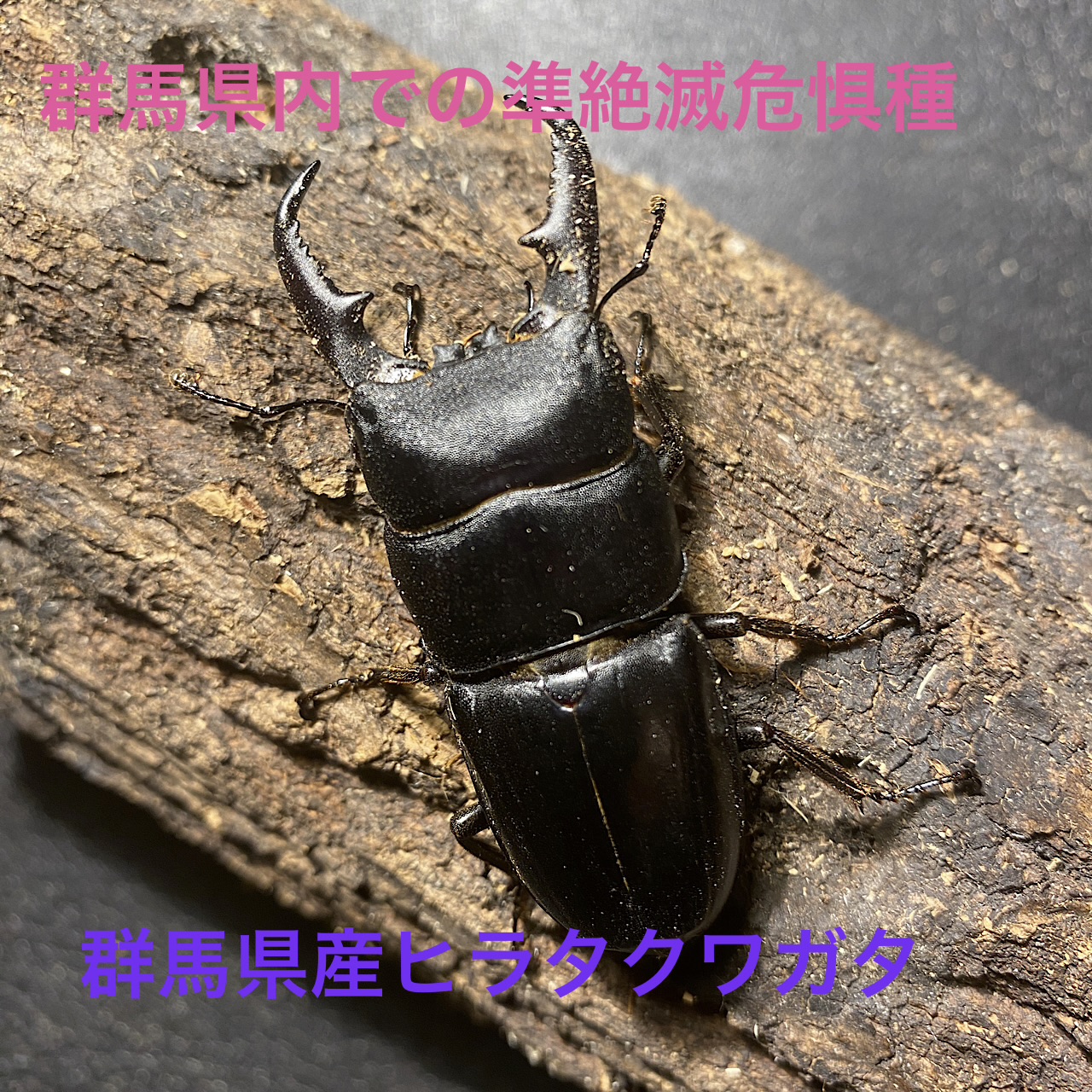 群馬県内での準絶滅危惧種‼️群馬県産ヒラタクワガタ販売中‼️