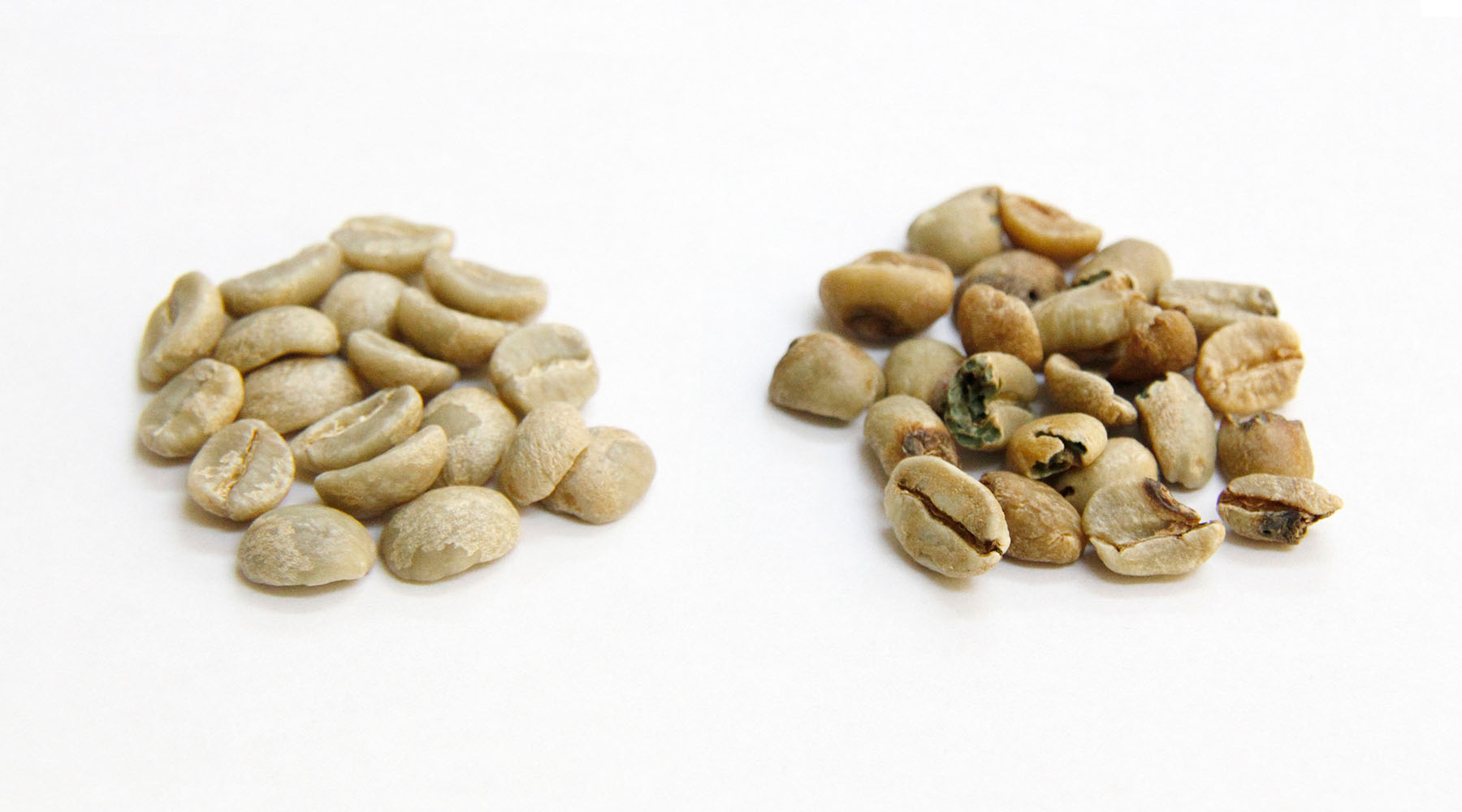 欠点豆の見分け方