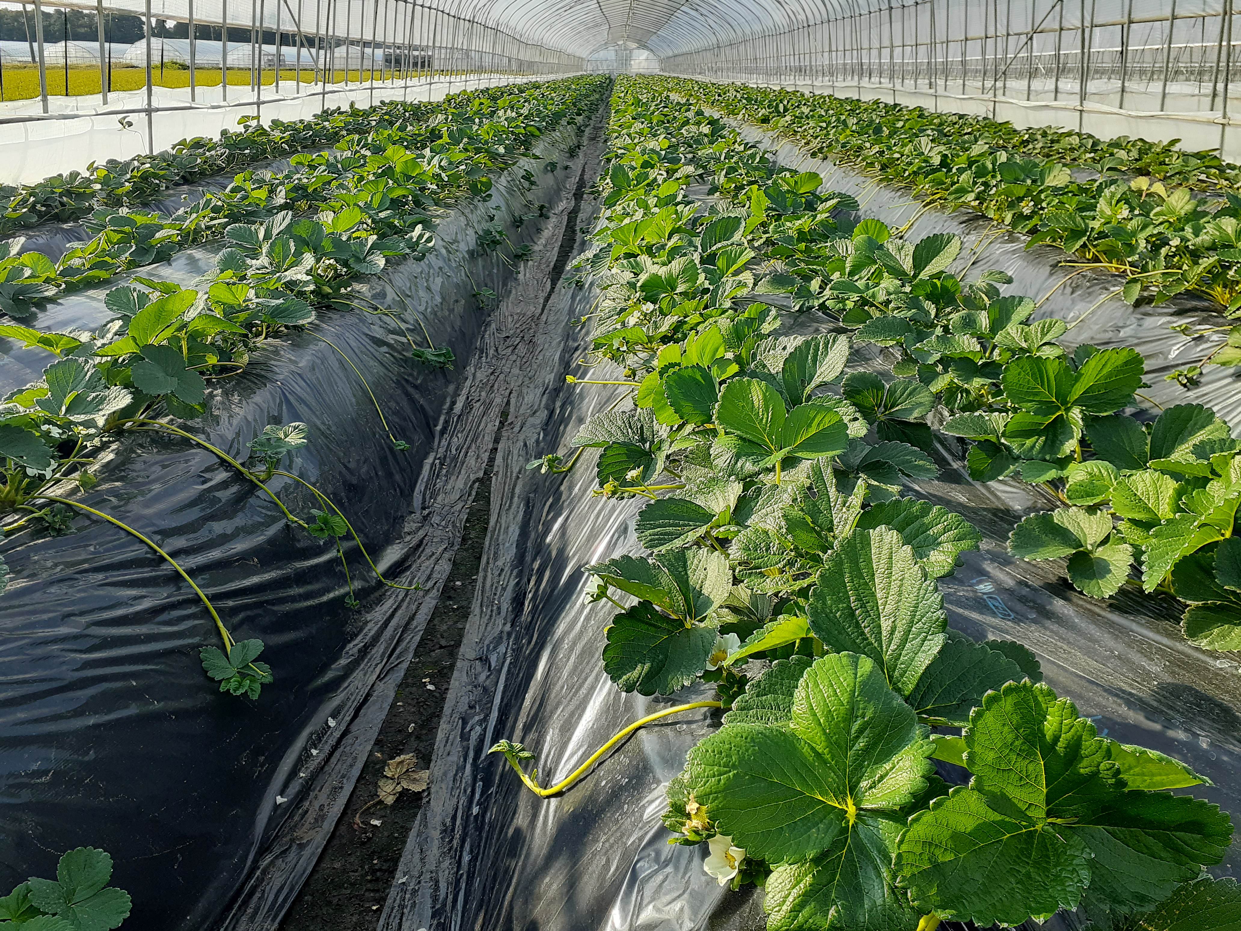 今シーズンの「とちあいか」ネット注文受付を12/20から開始！