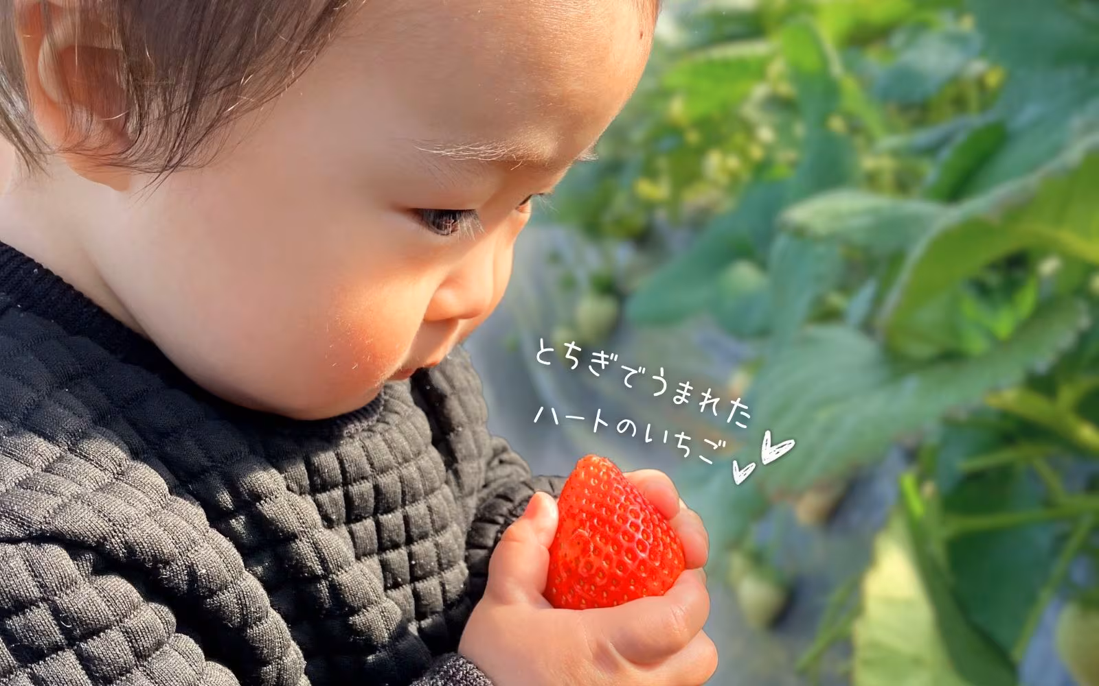 【加工用苺】【Ｂ規格苺】今シーズンの販売終了！