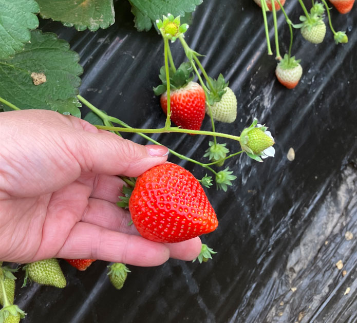 高品質の美味しいいちご「とちあいか」がたくさん取れております！