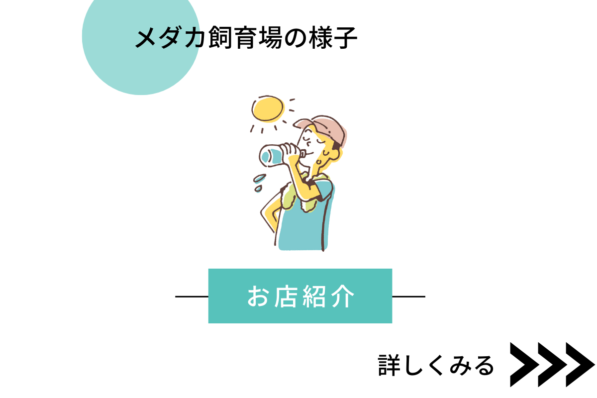 メダカめだかの飼育場の様子