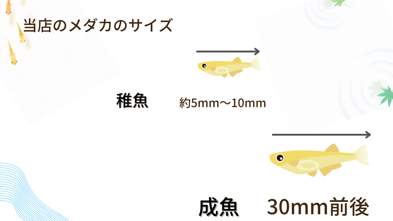 販売中のメダカのサイズについて
