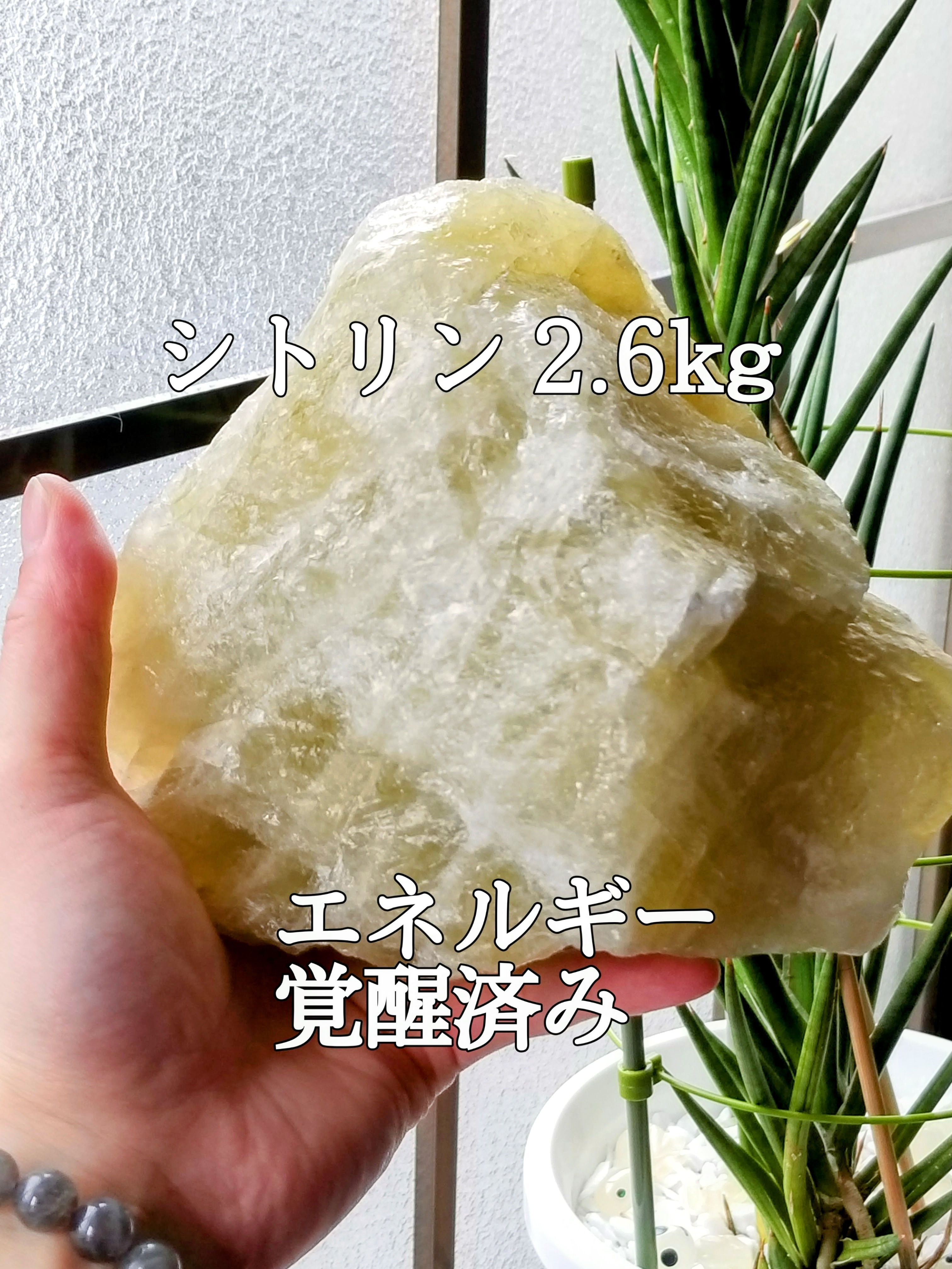 【ブログ】生きているパワーストーンのご紹介♪