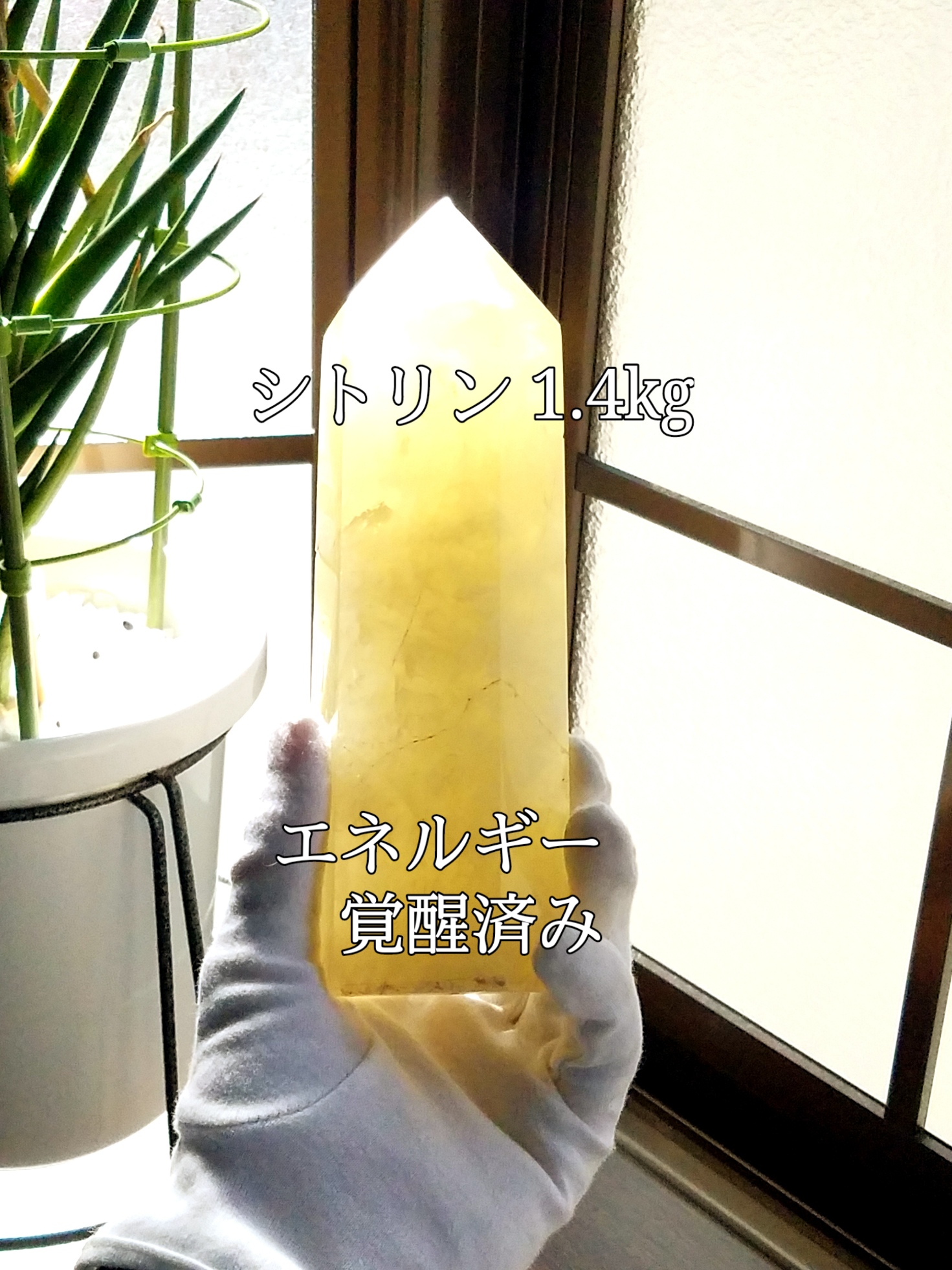 【ブログ】生きているパワーストーンのご紹介♪