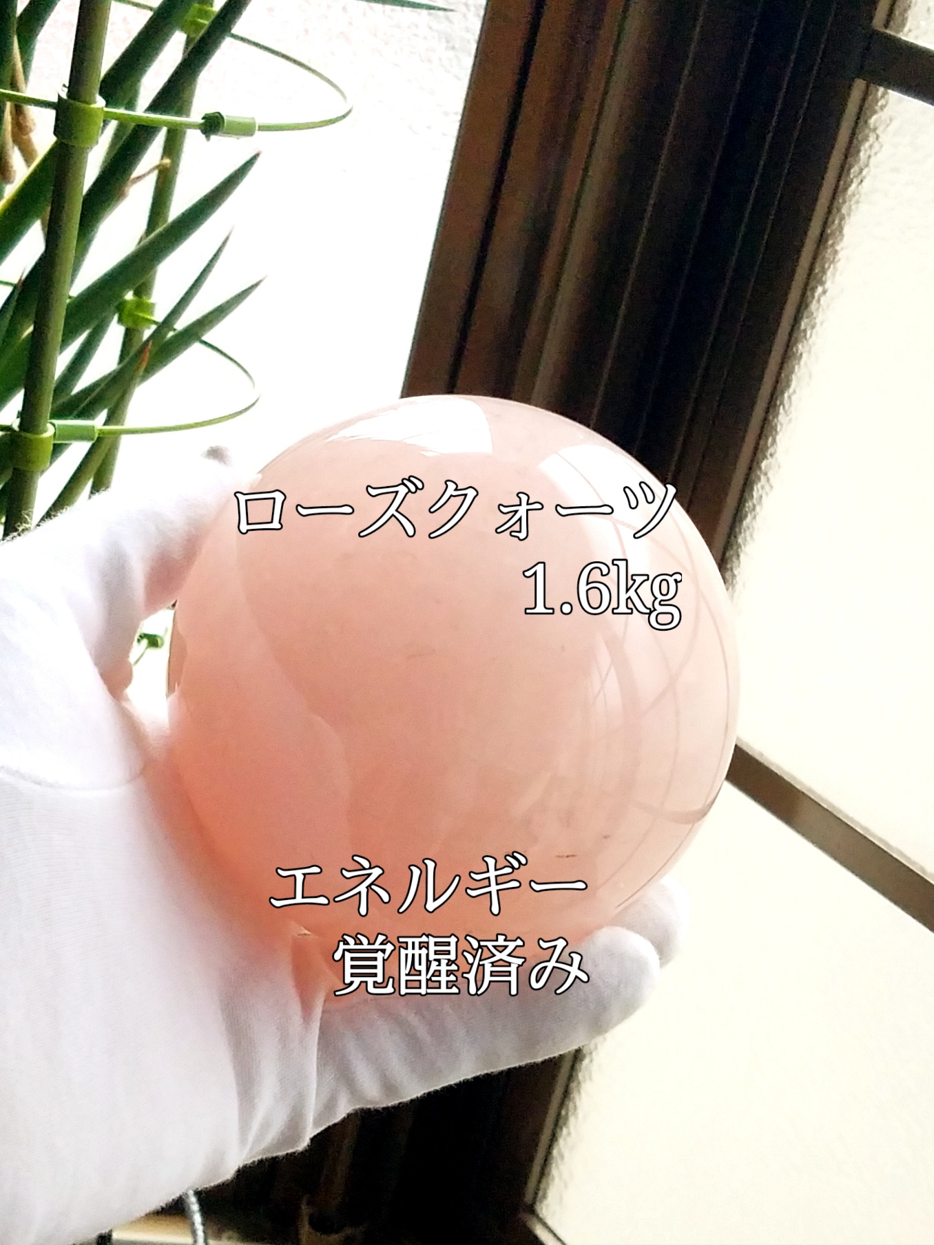 【ブログ】生きているパワーストーンのご紹介♪