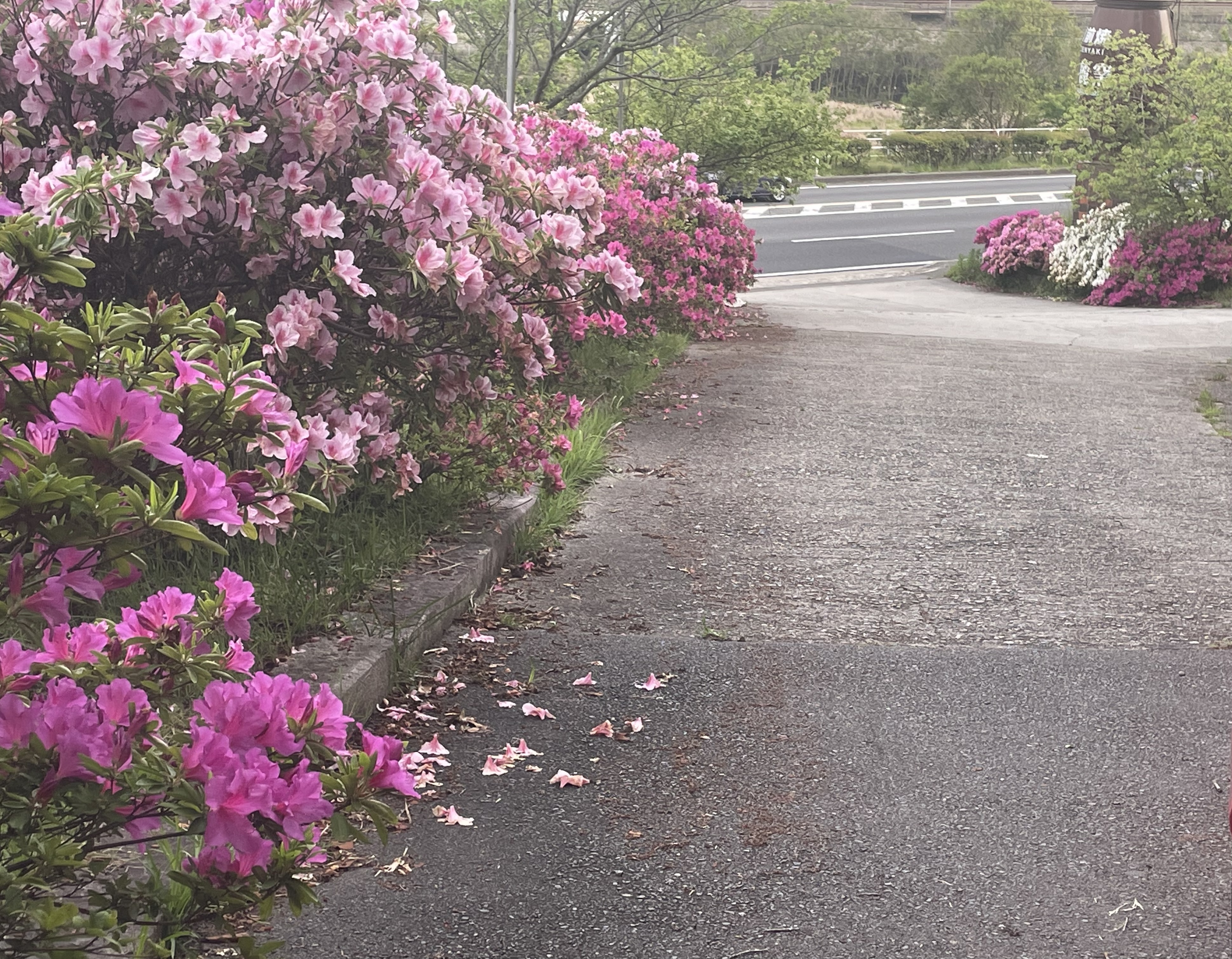 山麓窯の霧島ツツジ満開