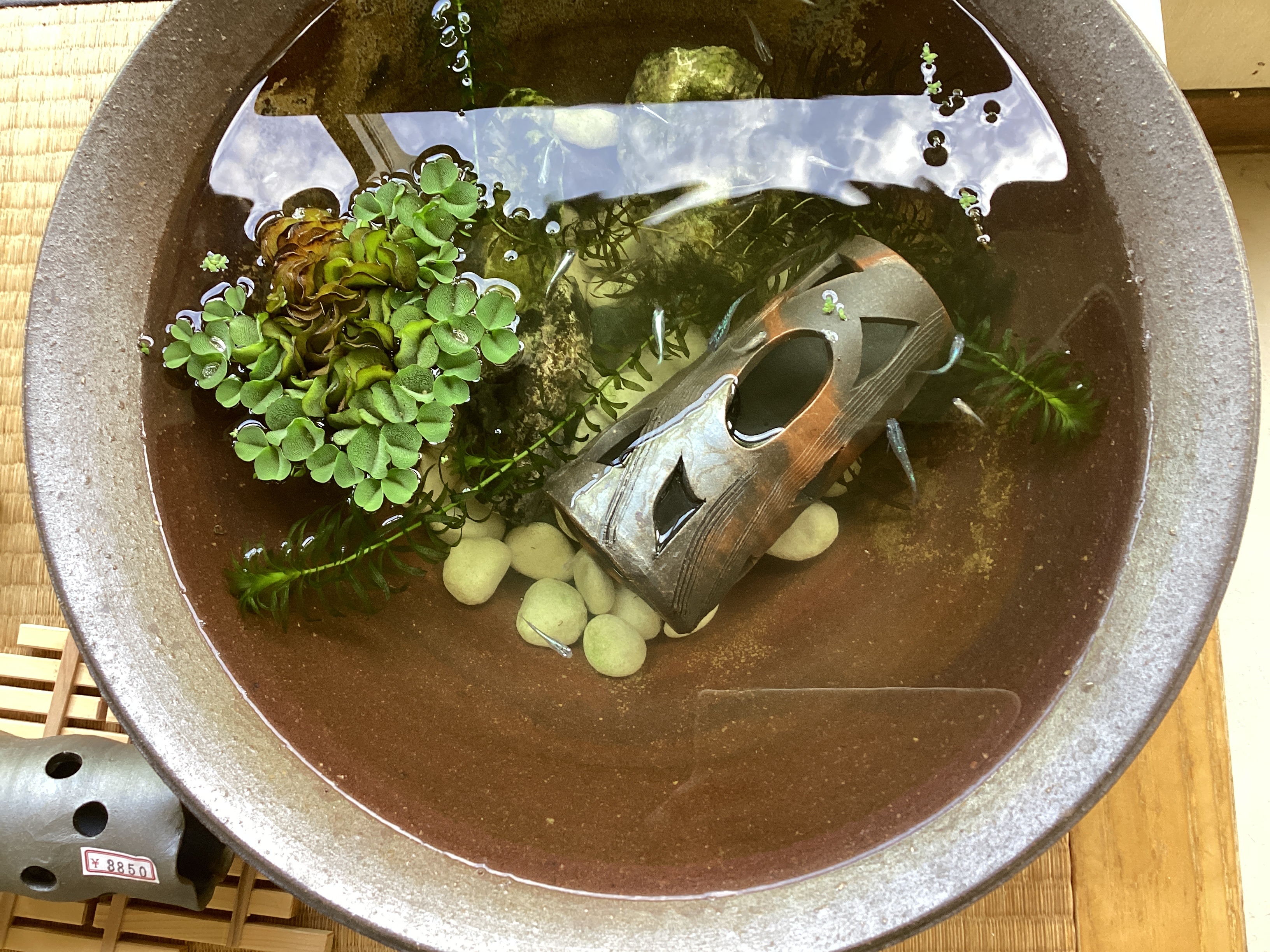今日のメダカ