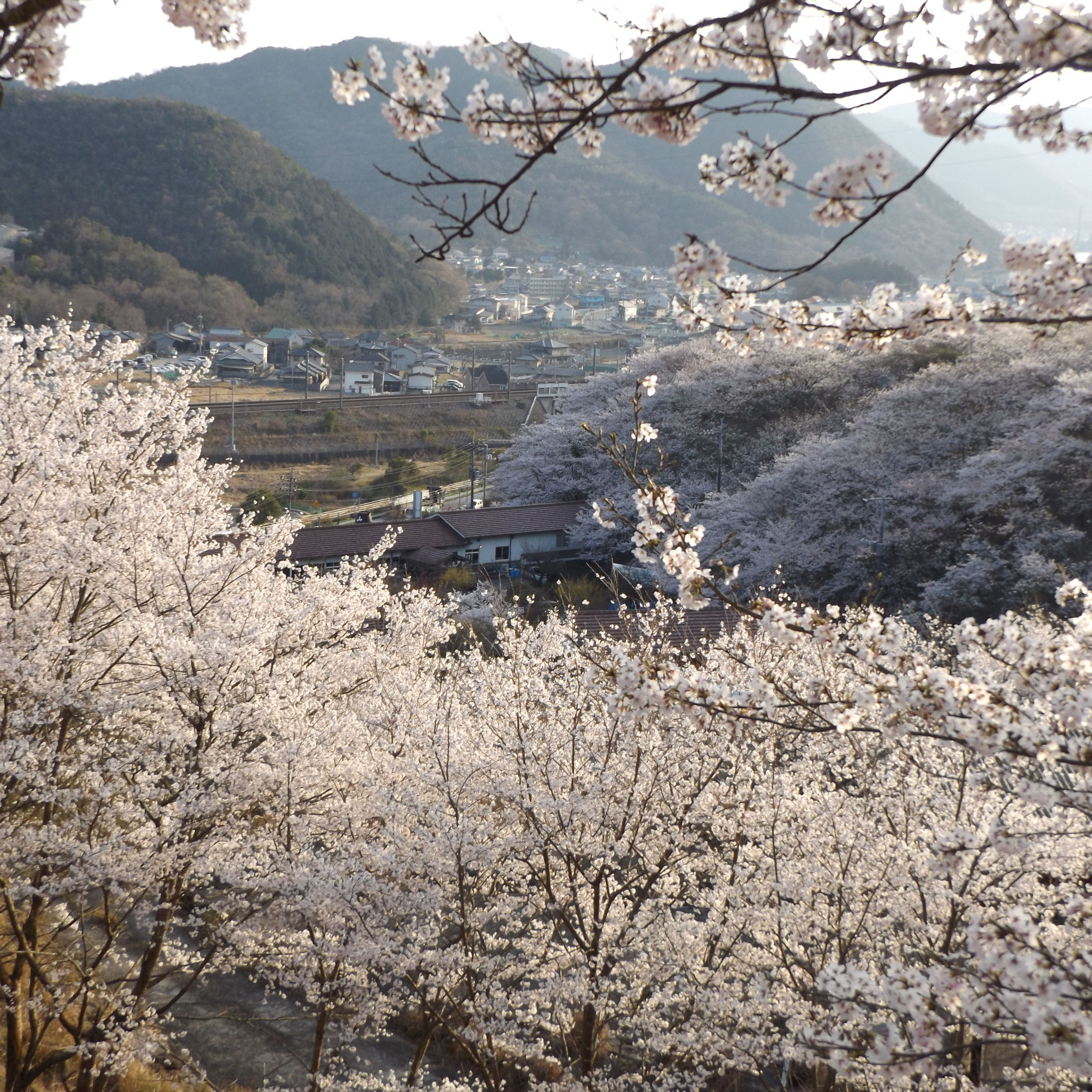 桜花見会開催中です。備前焼が3割引きです。4月⒓日まで。