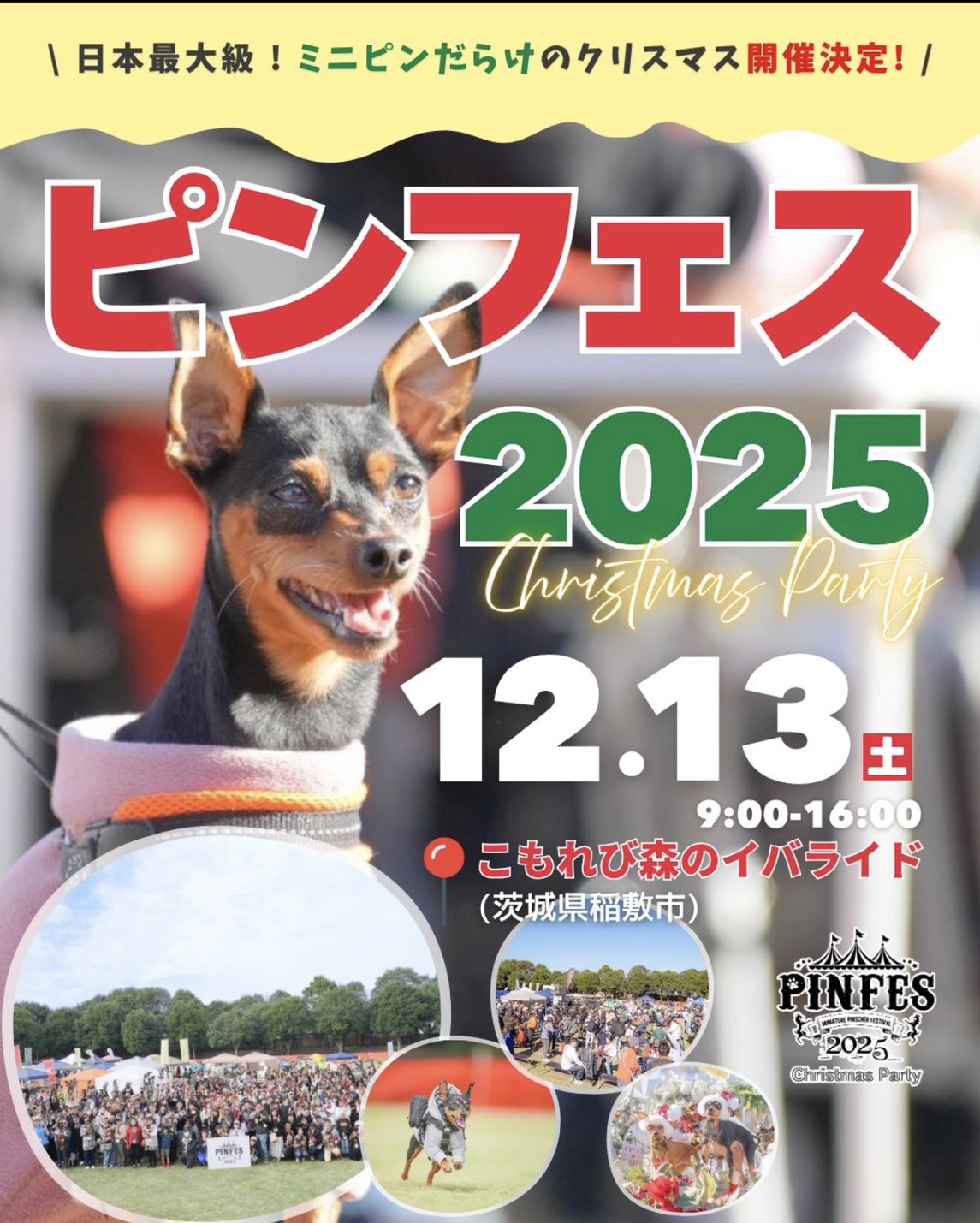 11/9 ピンフェス2025茨城 開催延期のお知らせ