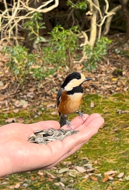 野鳥ヤマガラが、手乗り状態！可愛い過ぎ～♪