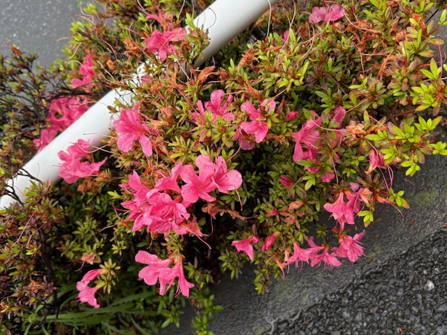 雨に濡れたつつじ