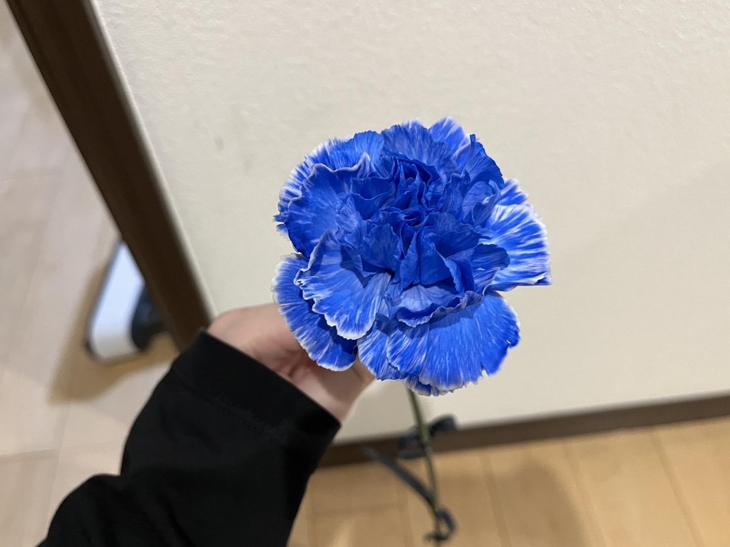 青いカーネーション。