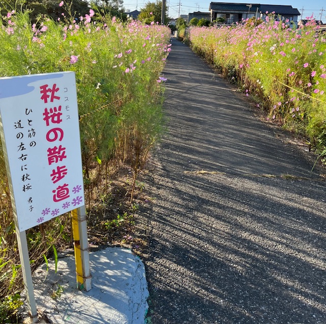 コスモスの散歩道