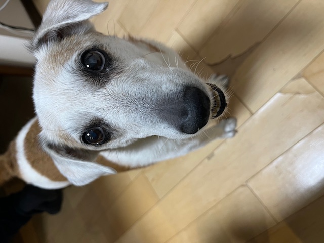 看板犬けんた、12才になりました！