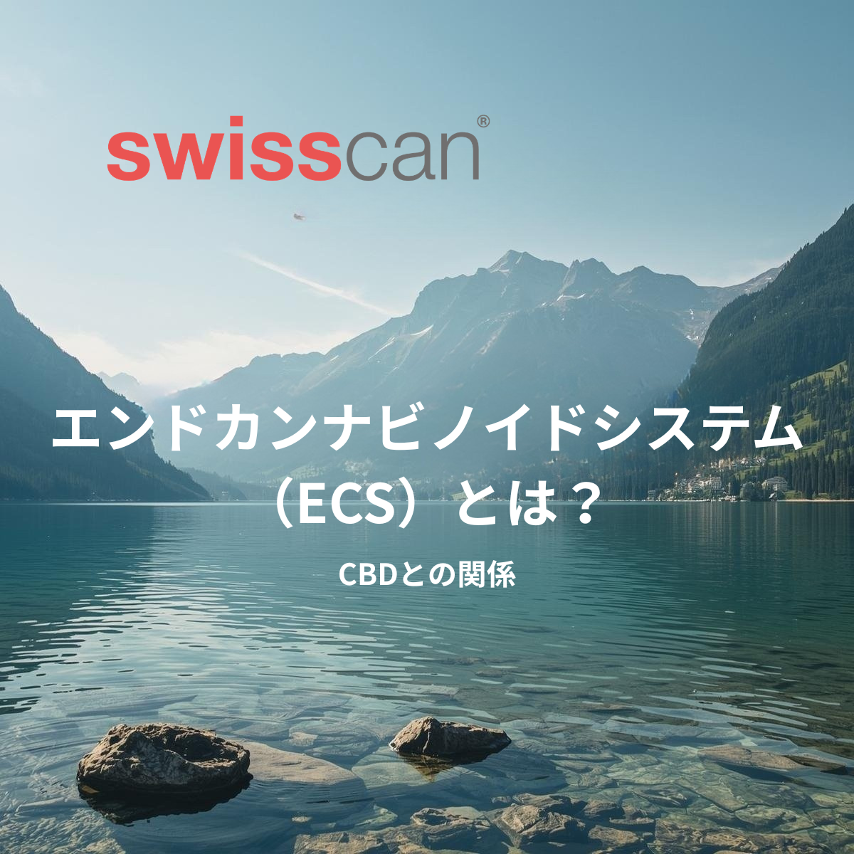 エンドカンナビノイドシステム(ECS)とは?|CBDとの関係と体のバランス機能