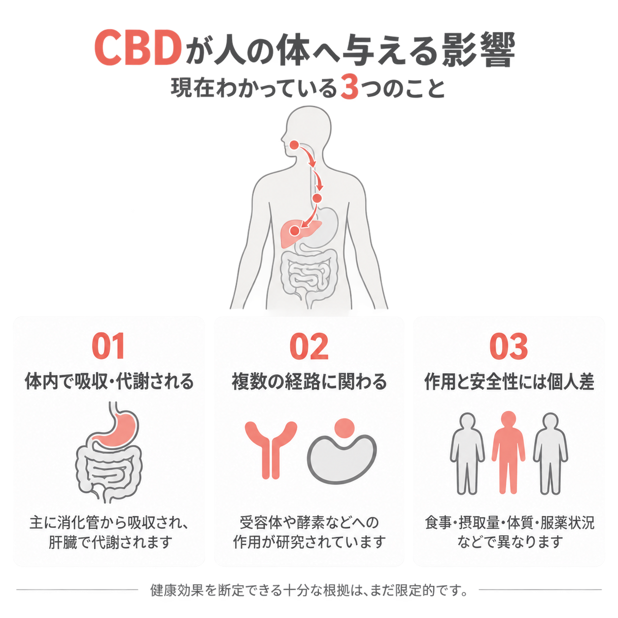 【CBDガイド】CBDオイルを飲むと体内でどうなる？吸収と代謝を解説