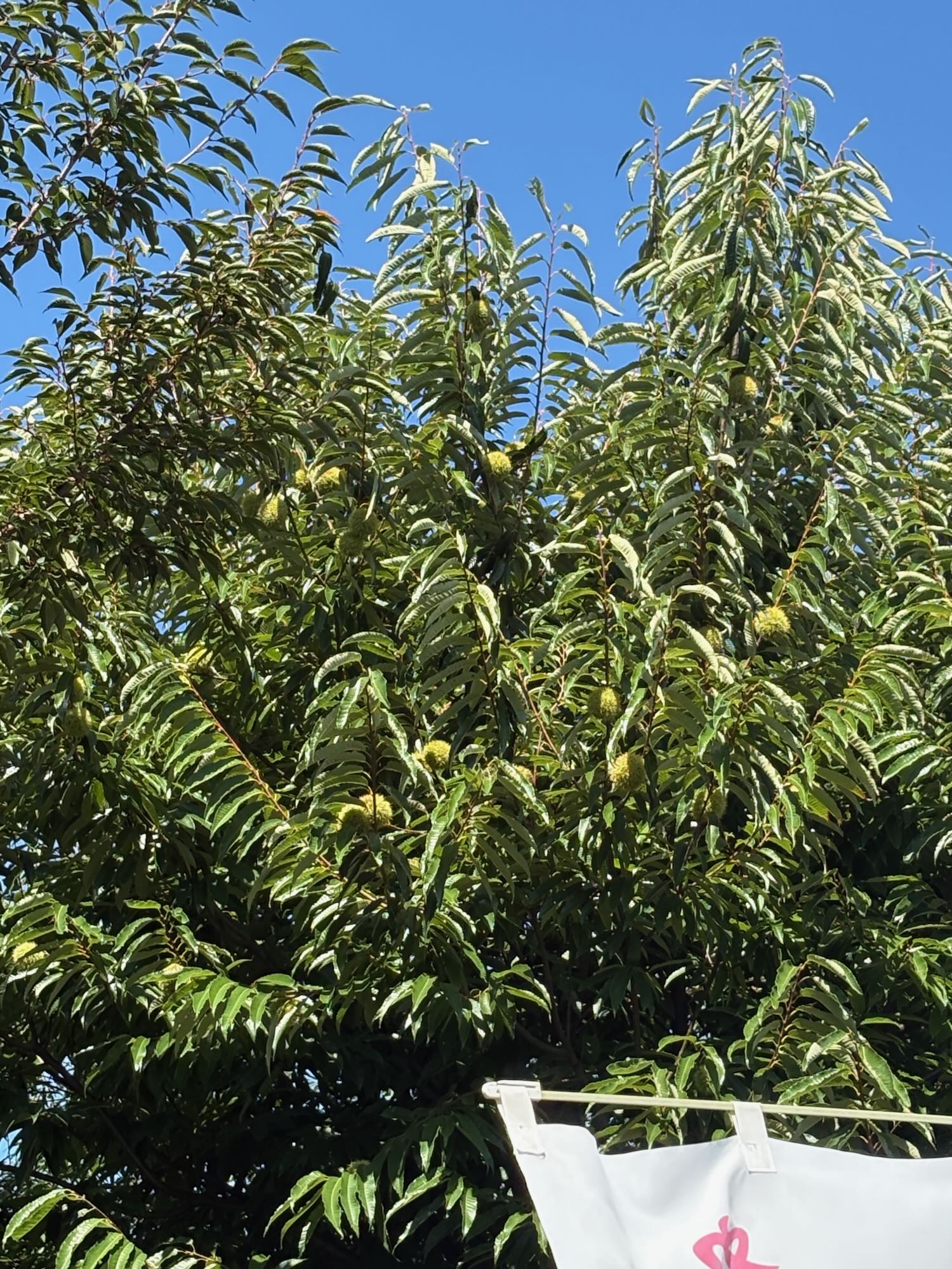 jose offline autumn vol.2