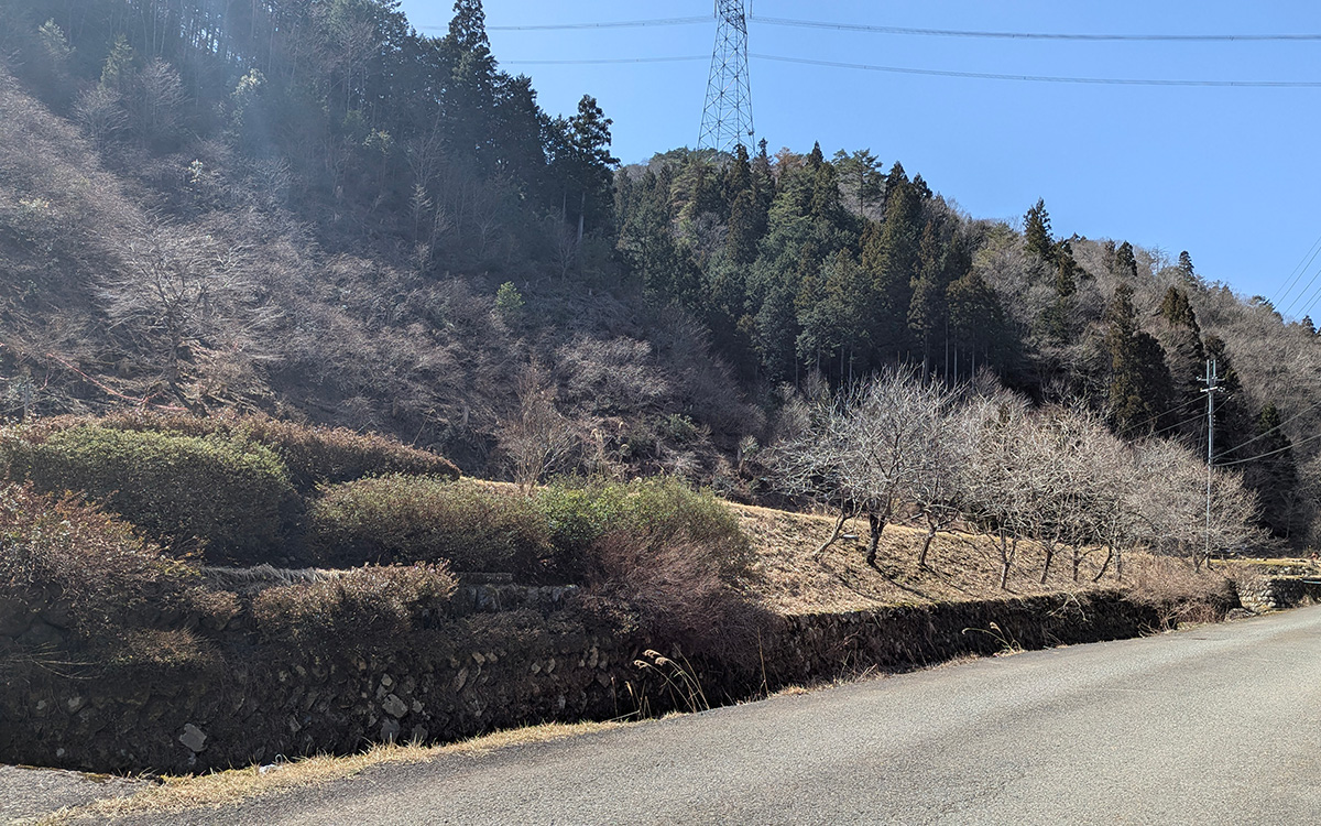 春の訪れを感じる美山