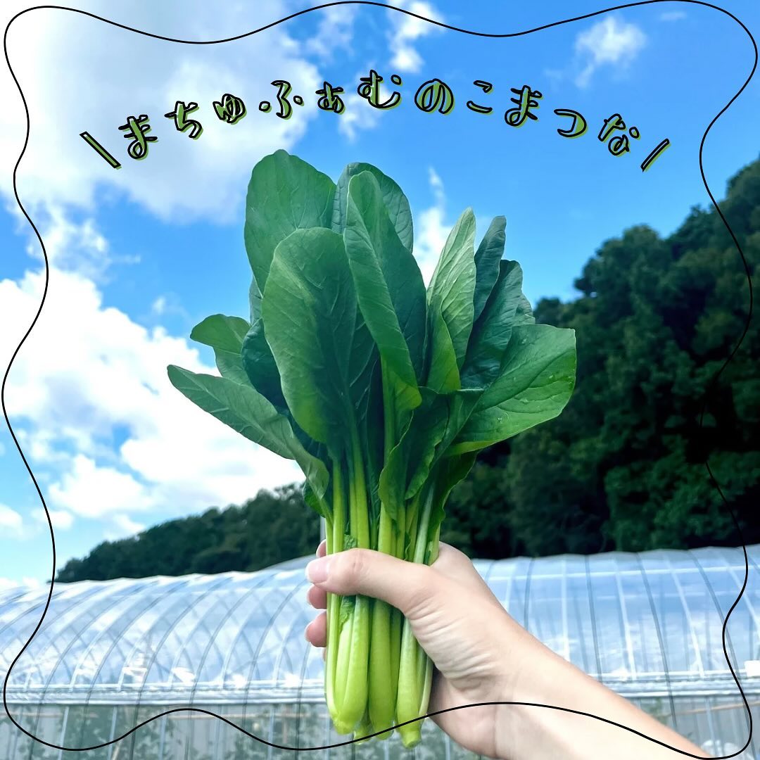 まちゅふぁむの小松菜🥬