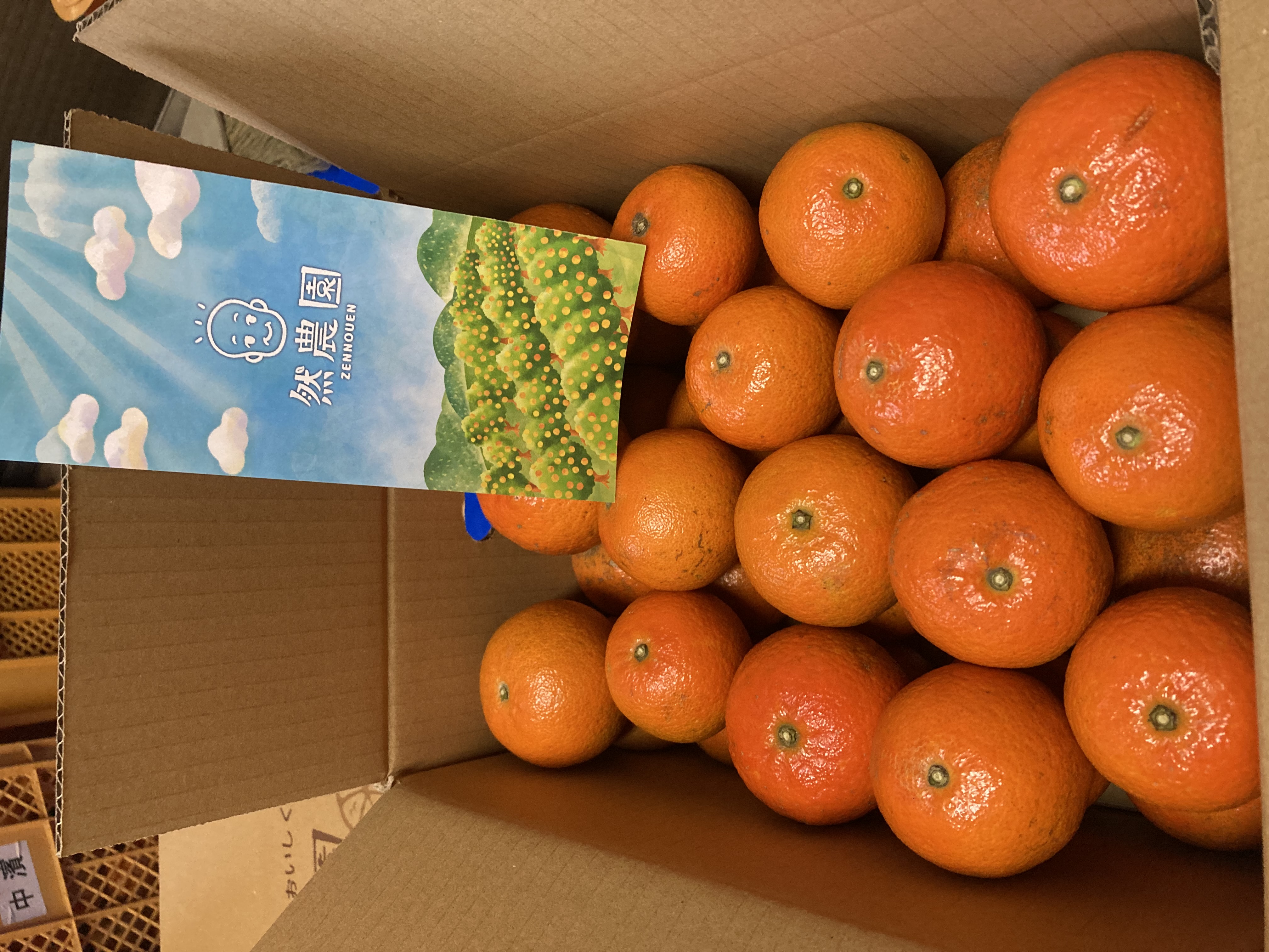 たんかん初販売