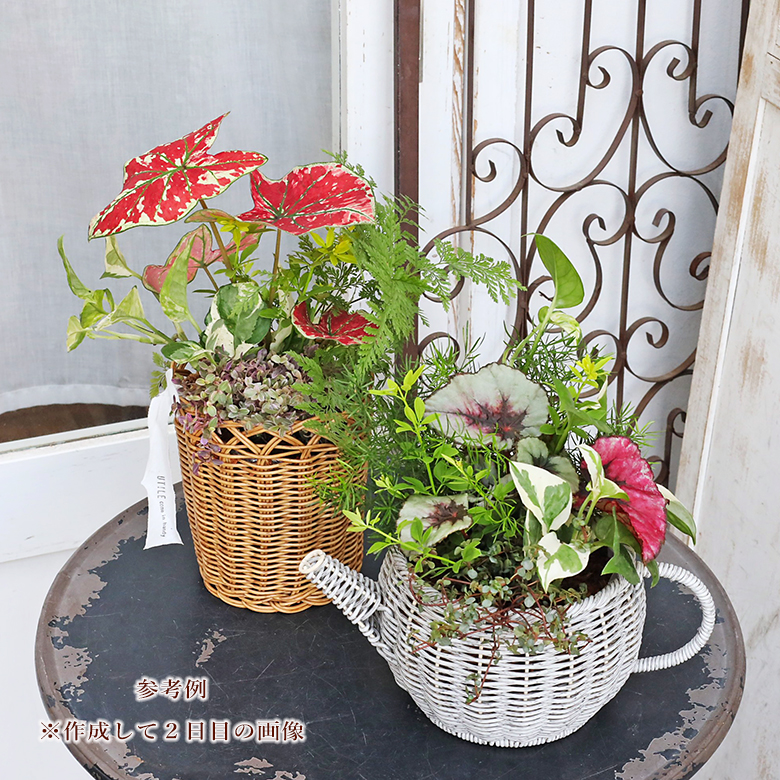 観葉植物ギャザリング作りました。
