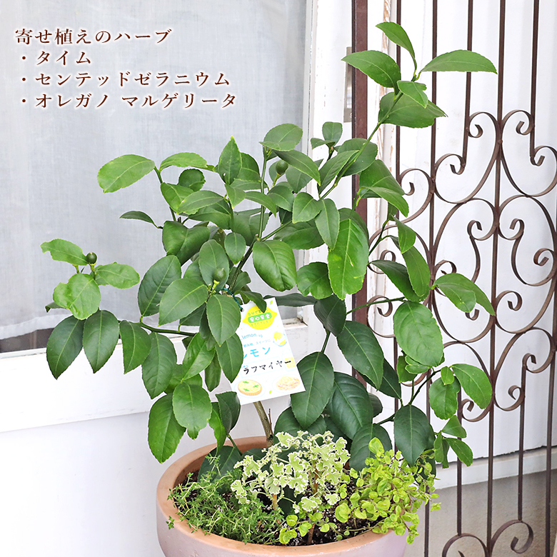 レモンの実がなっています レモンの木とハーブの寄せ植え