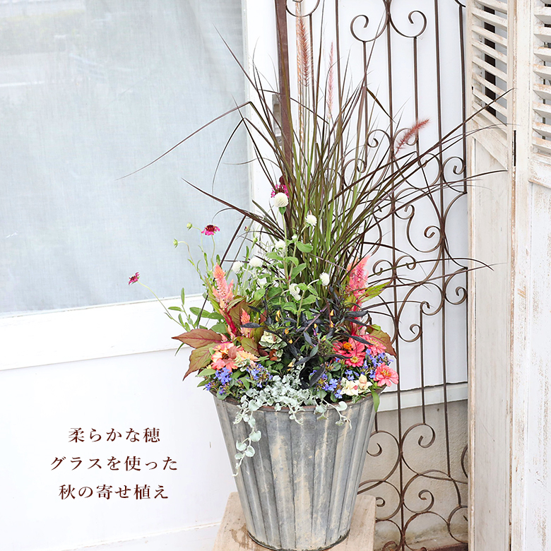 パープルファウンテングラスを使って秋の寄せ植え