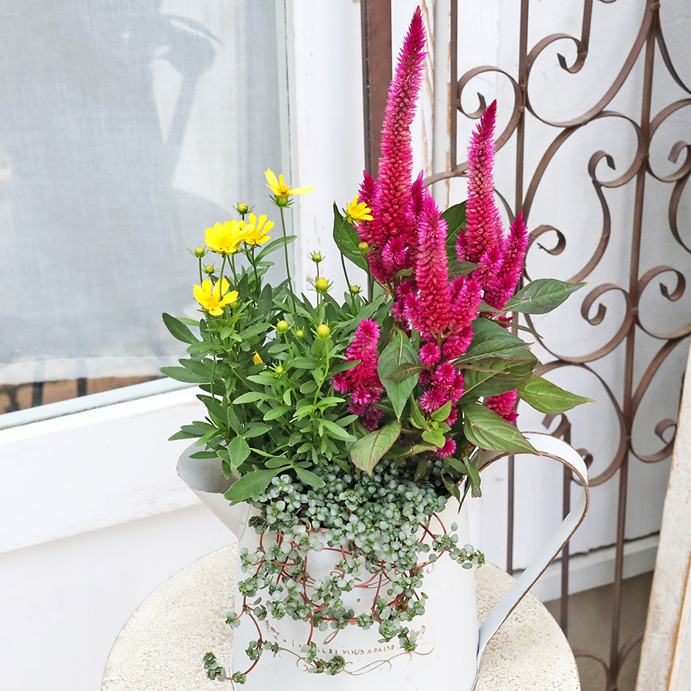 暑さに強い夏の花寄せ植え