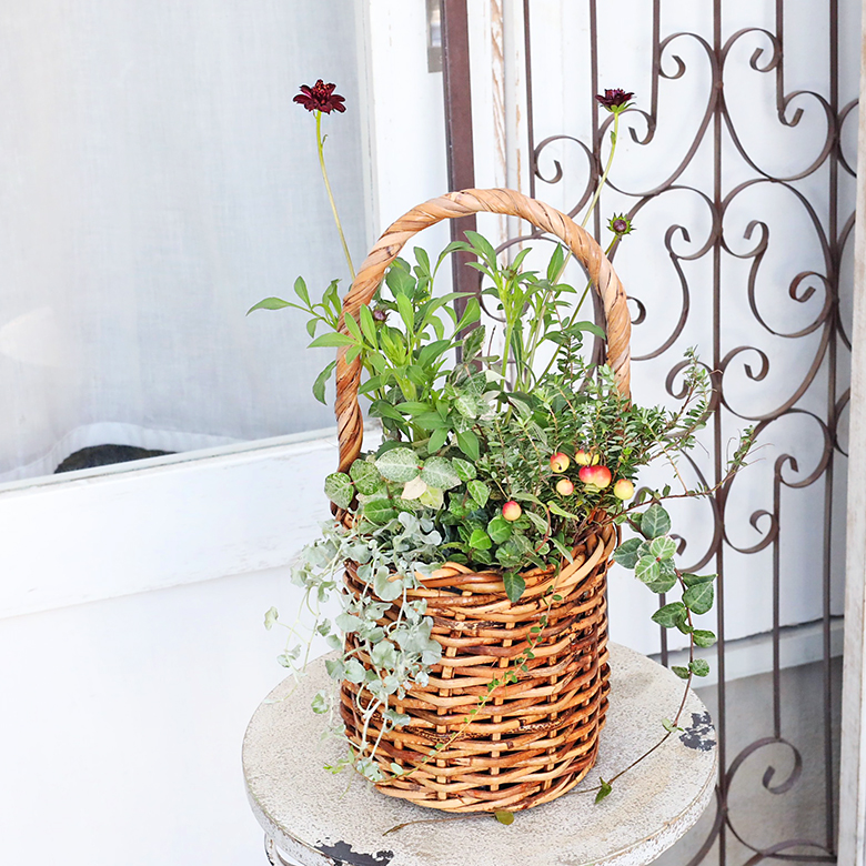 秋色のシックな花ギャザリング寄せ植え