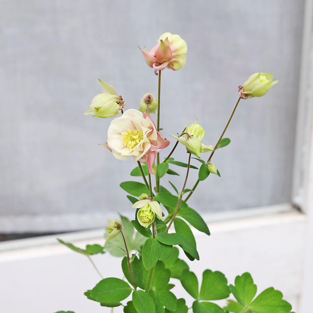 オダマキの開花と今週の入荷花苗