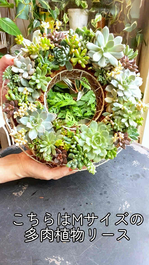 多肉植物ギャザリングリース作りました