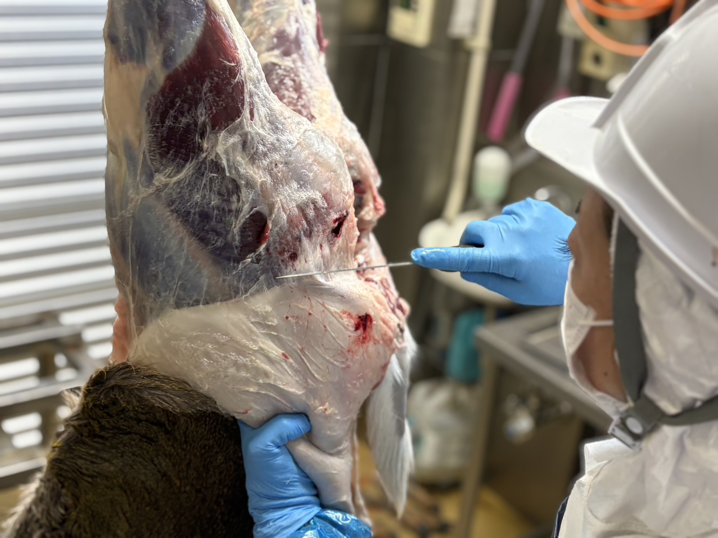 解体の見学をしました！