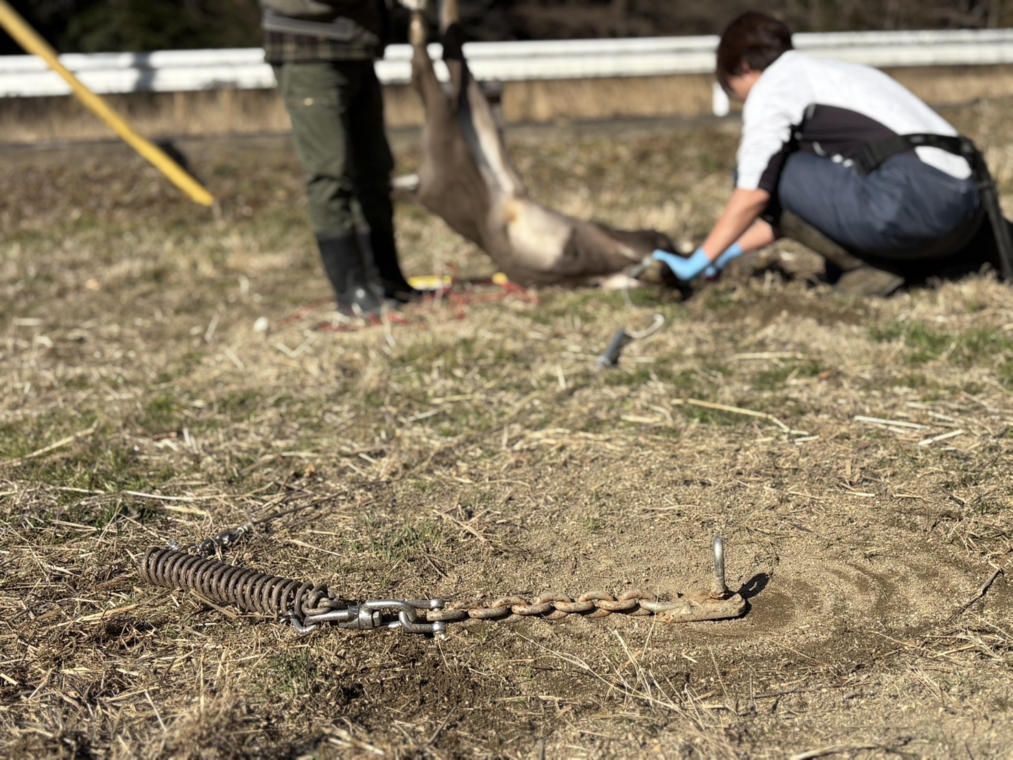 鹿のくくり罠捕獲に同行させてもらいました！