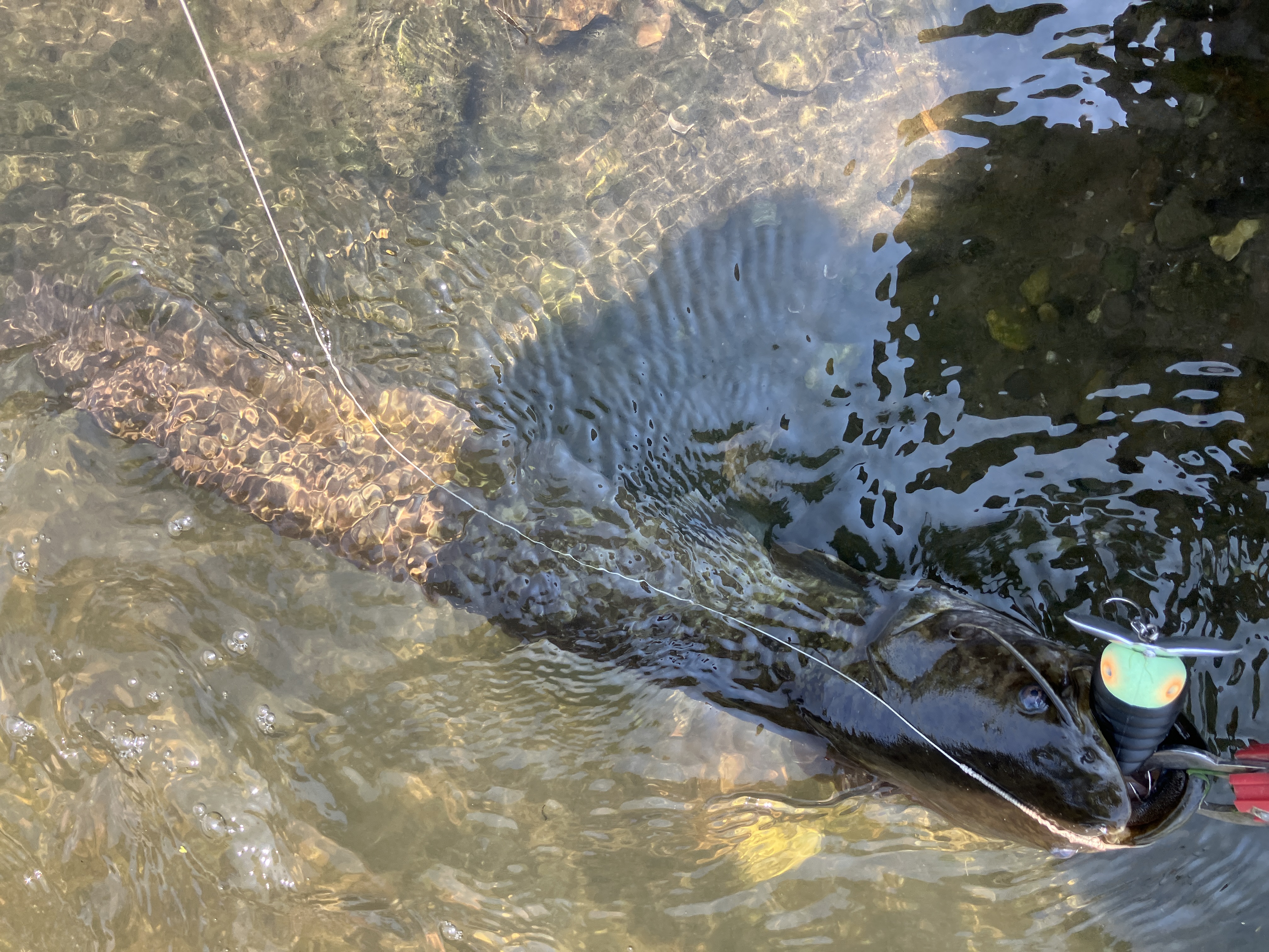 ナマズ釣り