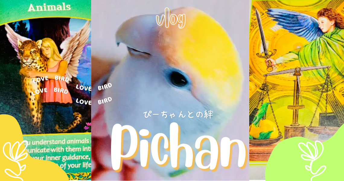 Love Bird ぴーちゃんとの絆　(ღˇ◡ˇ)♡ℒᵒᵛᵉᵧₒᵤ♡