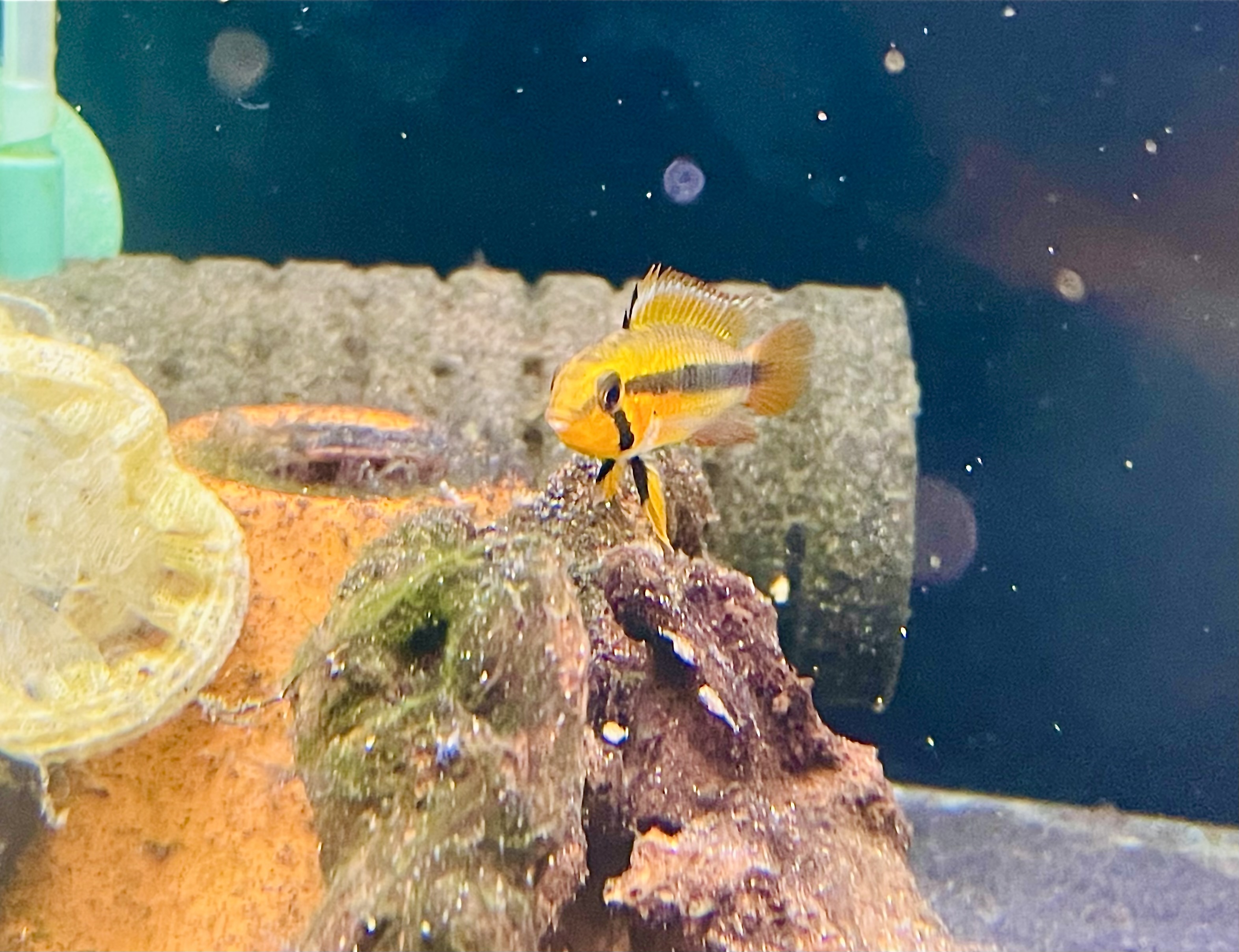 ぷちラッシュです