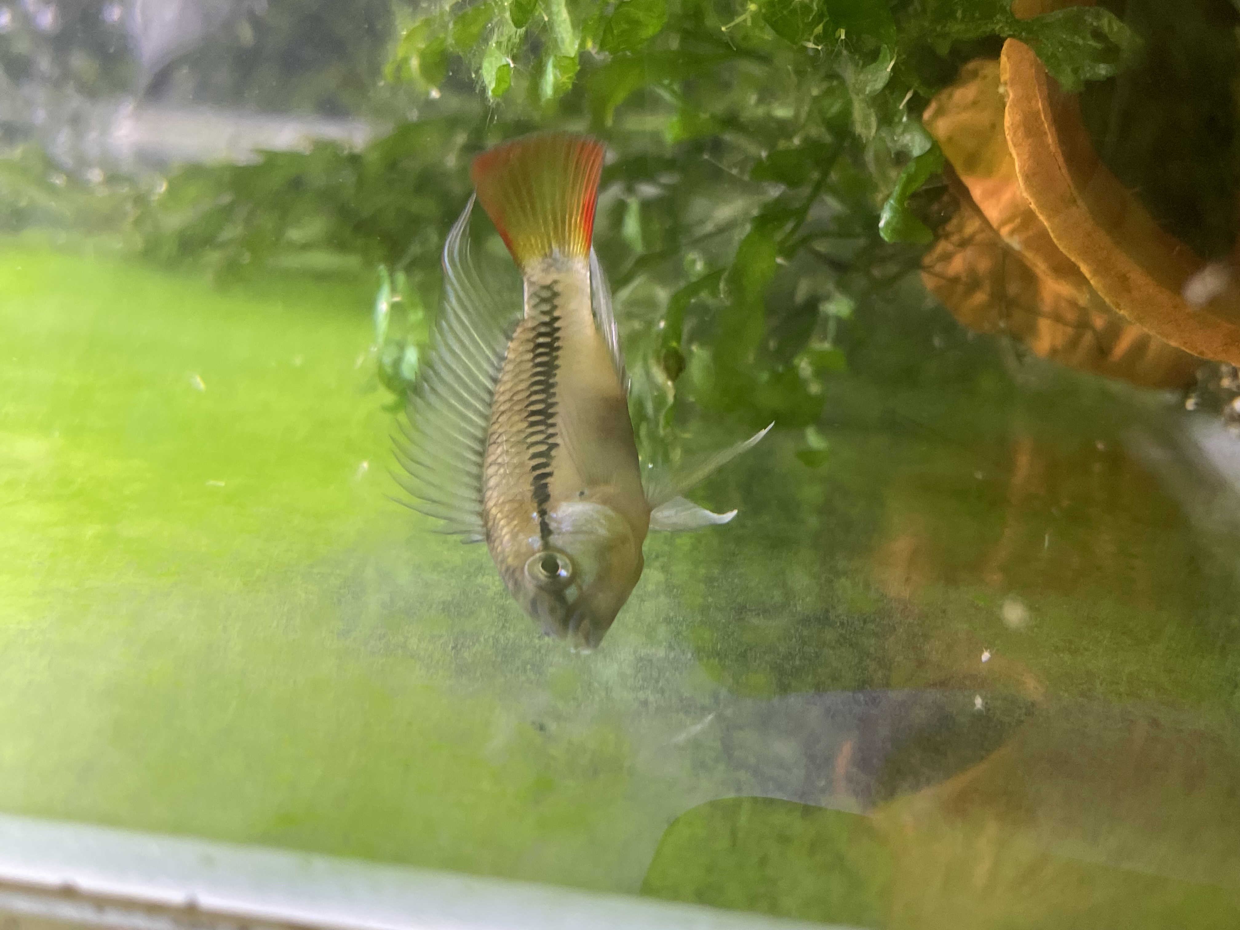 現在飼育繁殖しているアピスト　紹介⑤