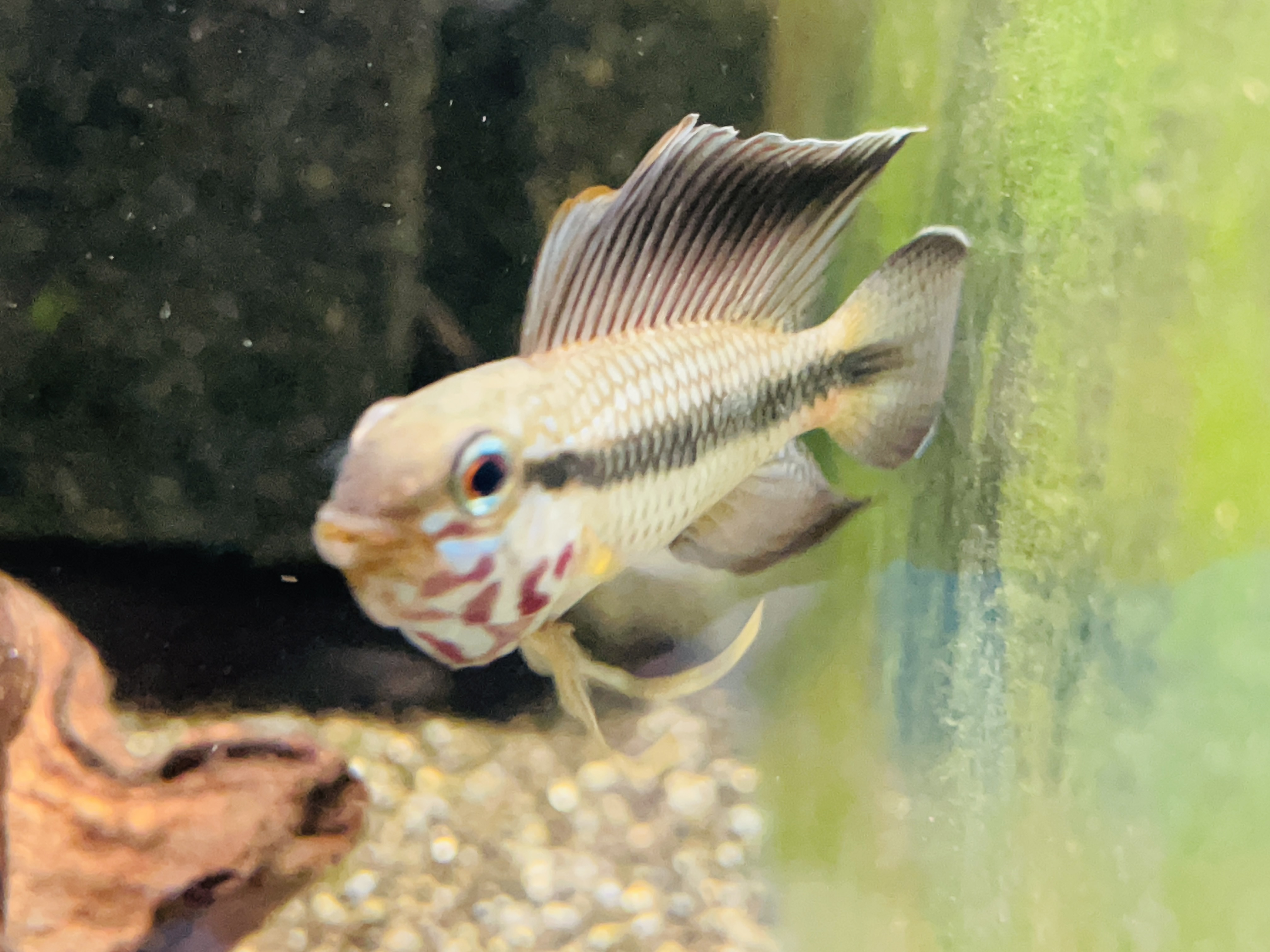 現在飼育繁殖しているアピスト　紹介④