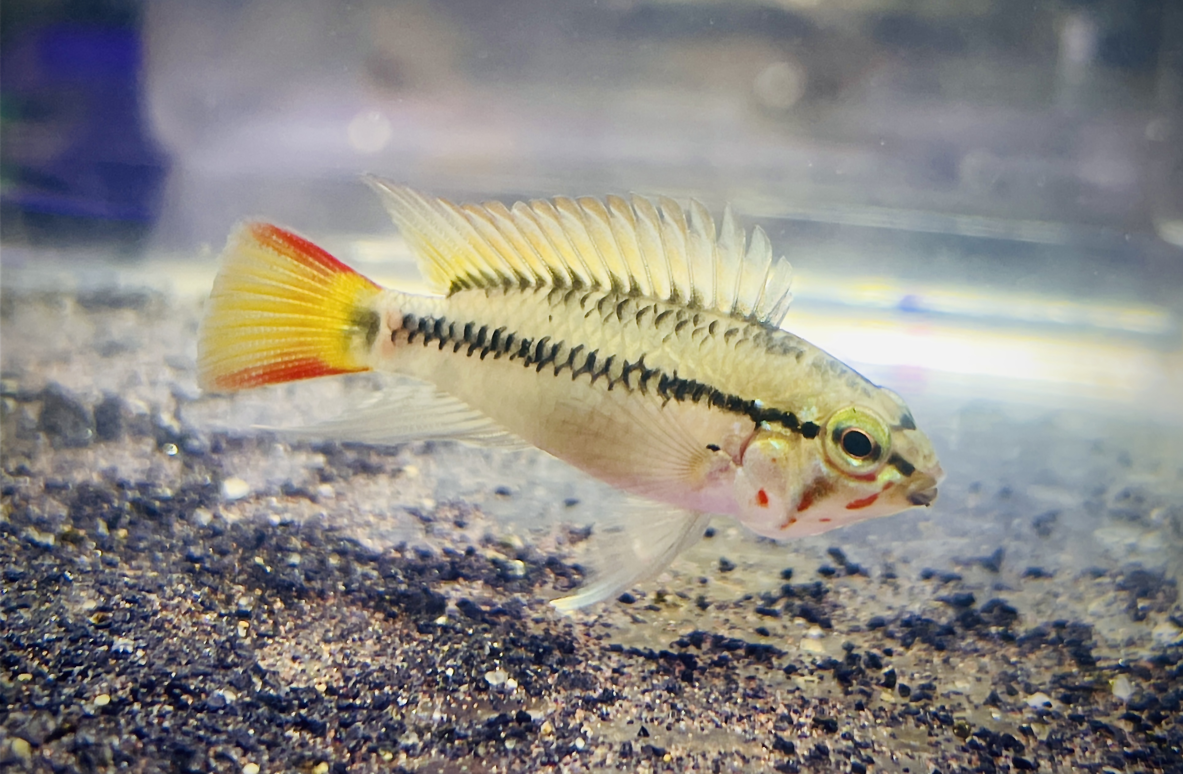 cf.sp.D28 WF1 ペア販売　第一弾