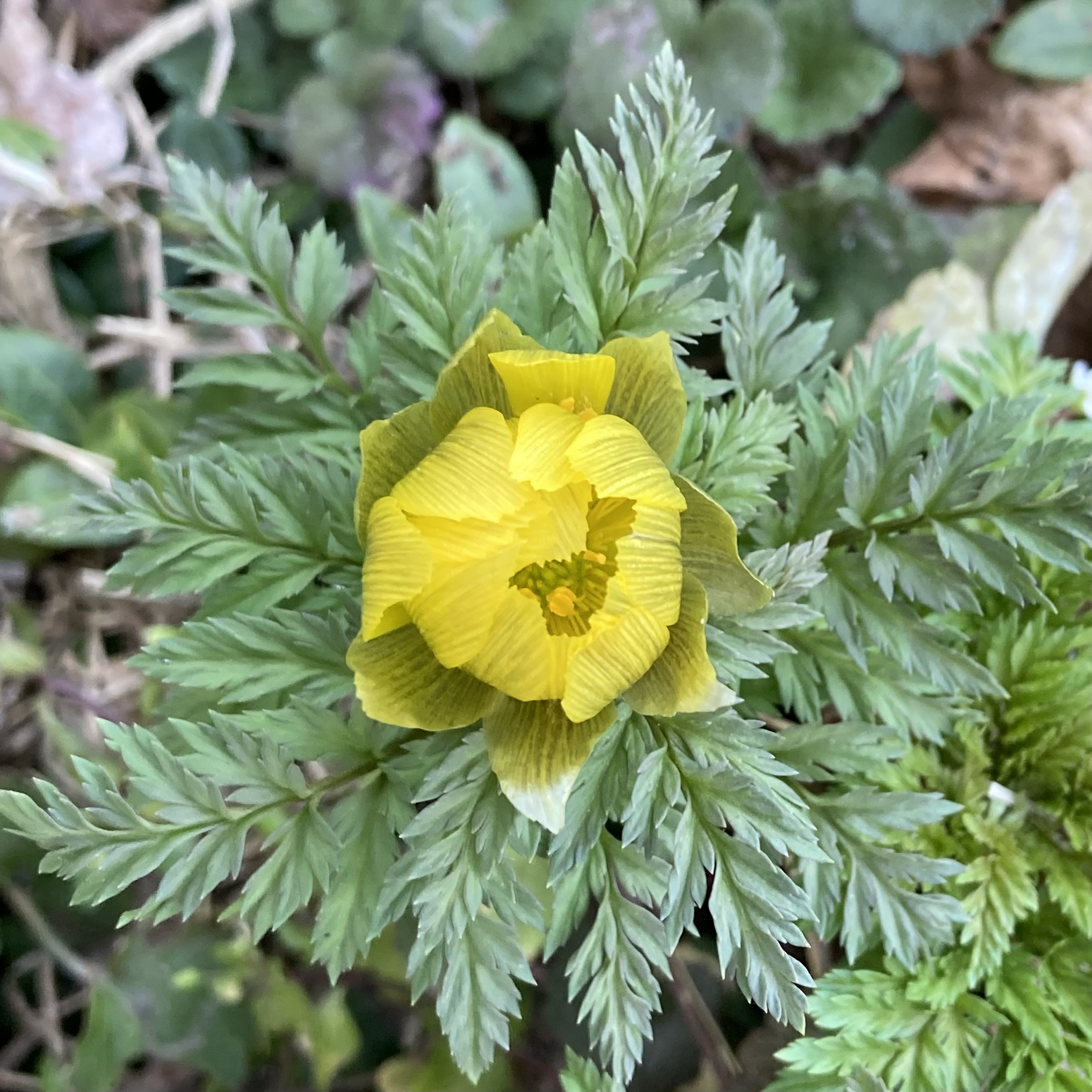 福寿草_春の訪れ